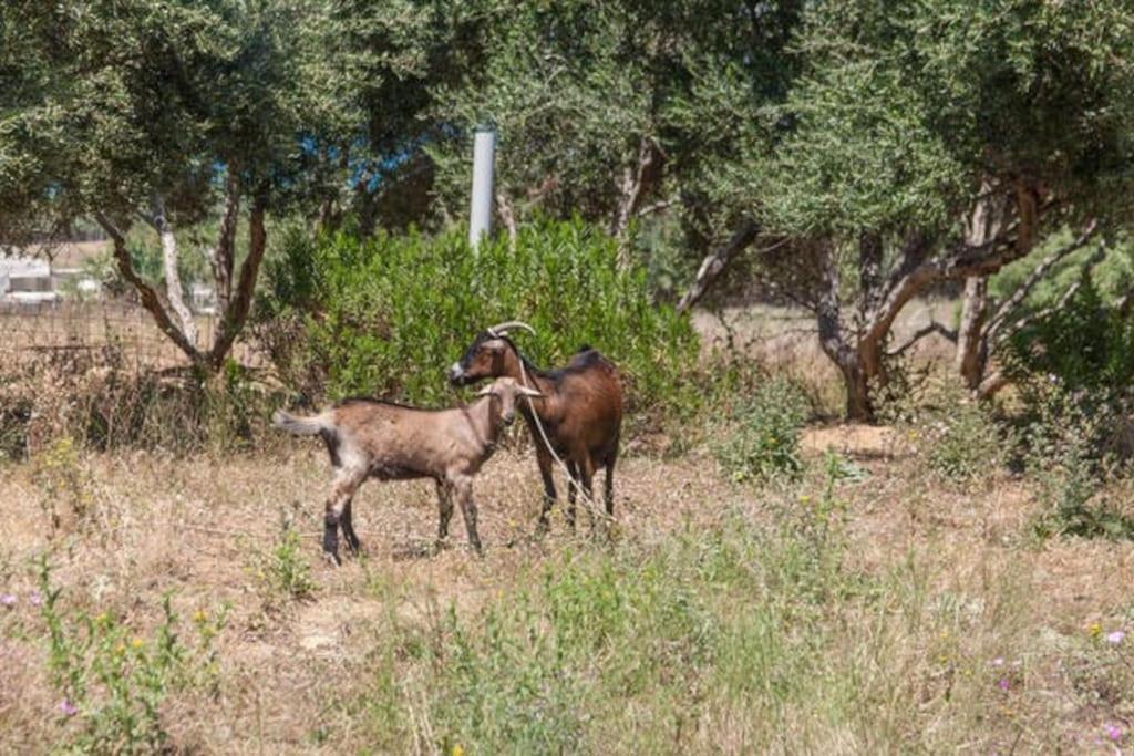 Olive Tree Farm 200M From The Beach Эпископи Экстерьер фото