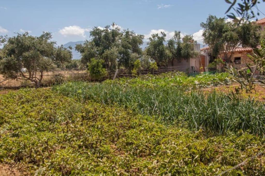 Olive Tree Farm 200M From The Beach Эпископи Экстерьер фото