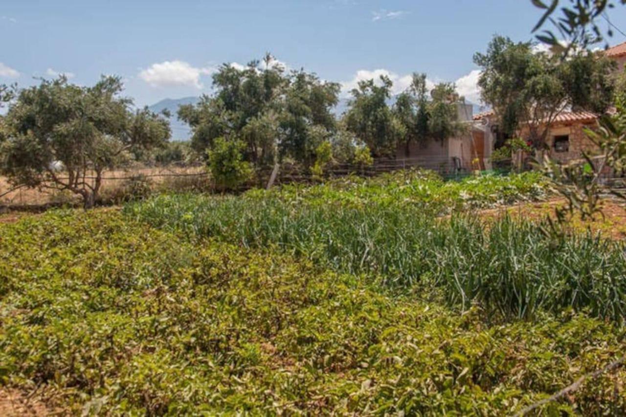 Olive Tree Farm 200M From The Beach Эпископи Экстерьер фото