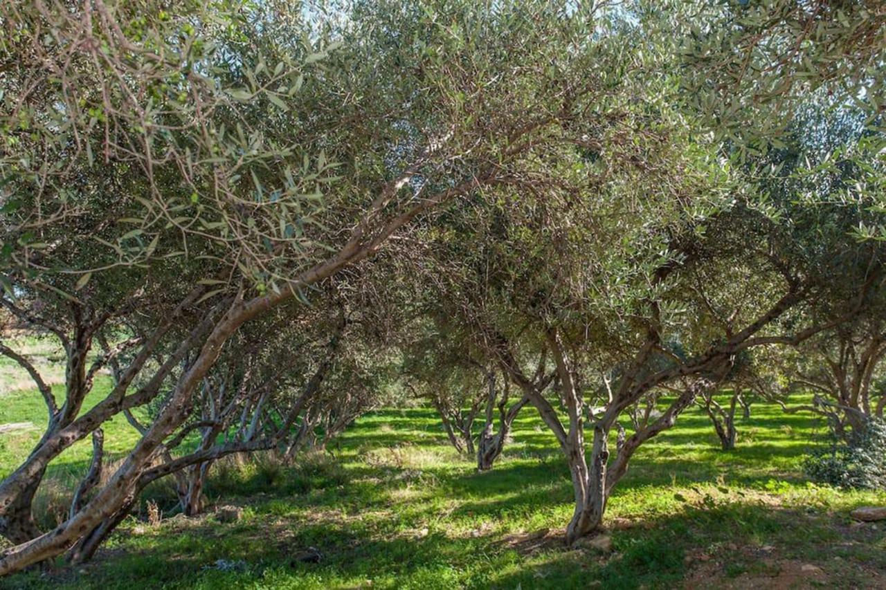 Olive Tree Farm 200M From The Beach Эпископи Экстерьер фото